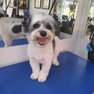 dog grooming tooting happy dog