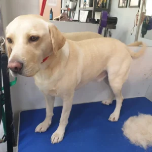 dog grooming wandsworth