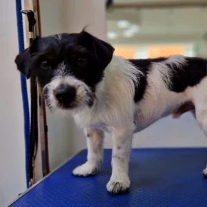 black and white dog grooming Wimbledon