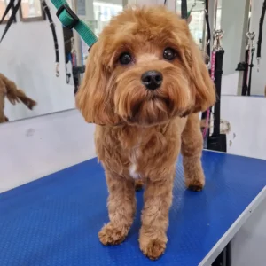 dog grooming Wimbledon