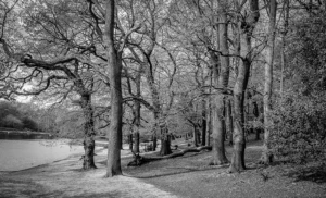 Wimbledon common